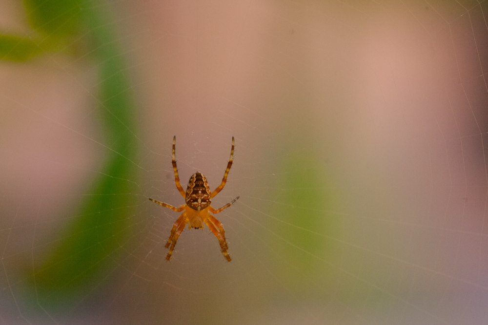 Spider
