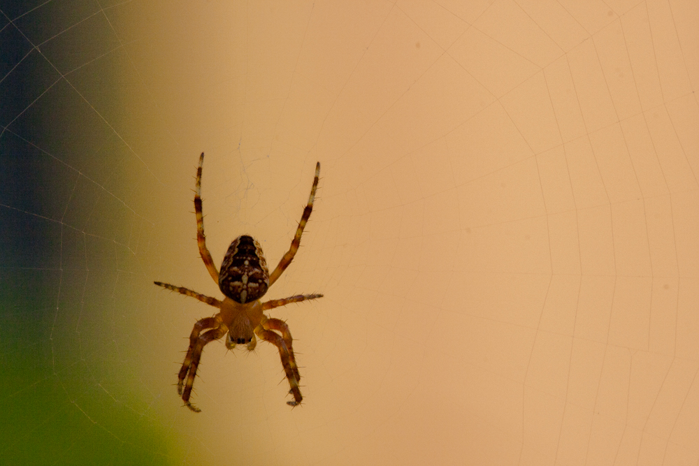 Spider0.1