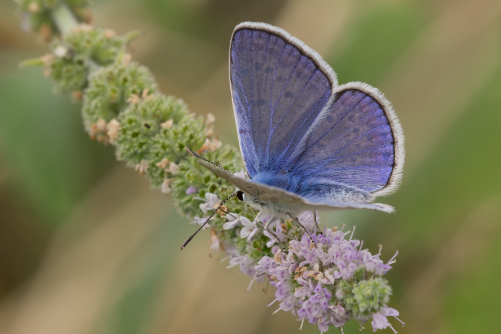 Violet